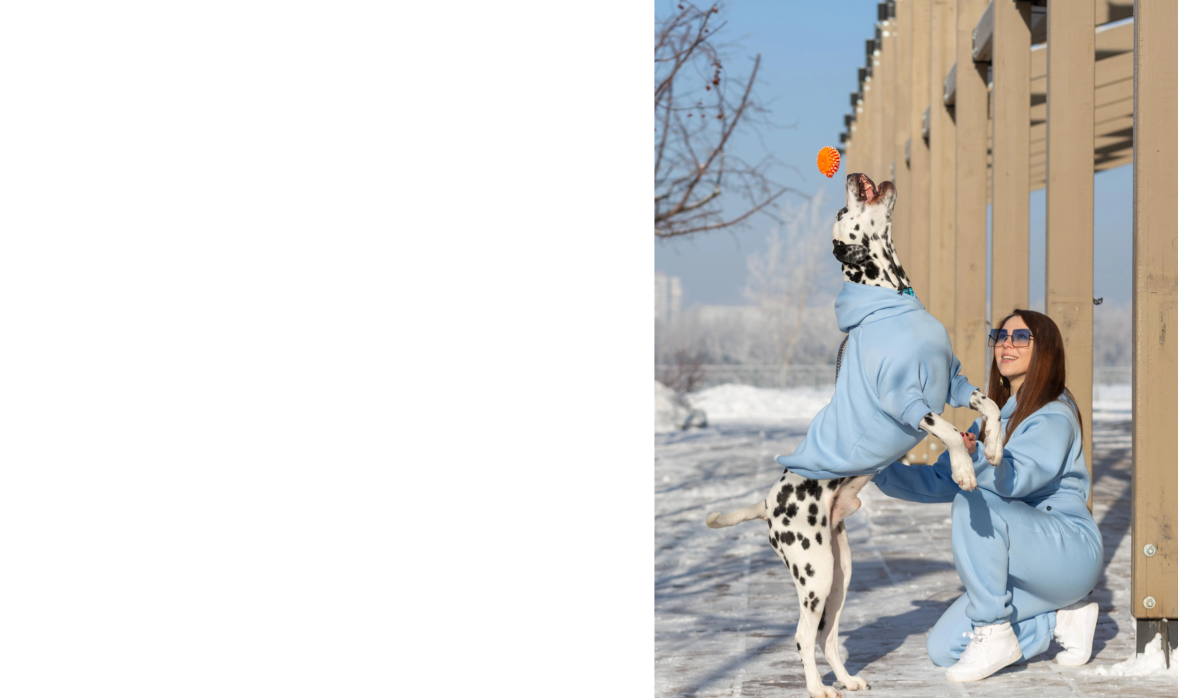 Шаблон сертификата