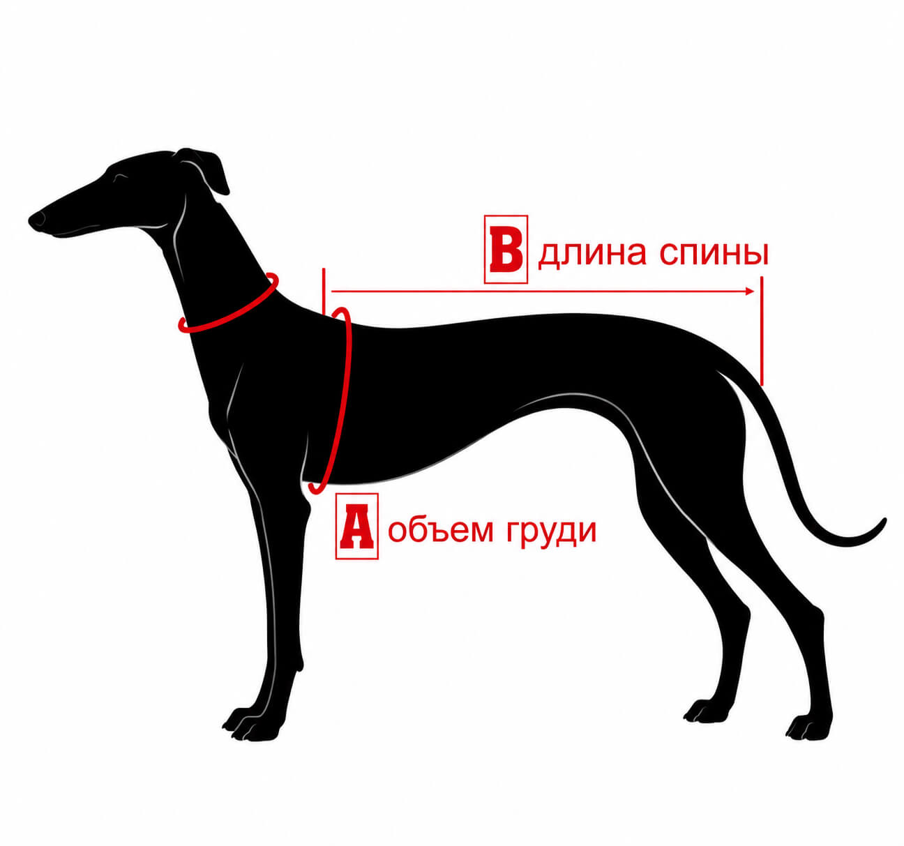 Сетка размеров