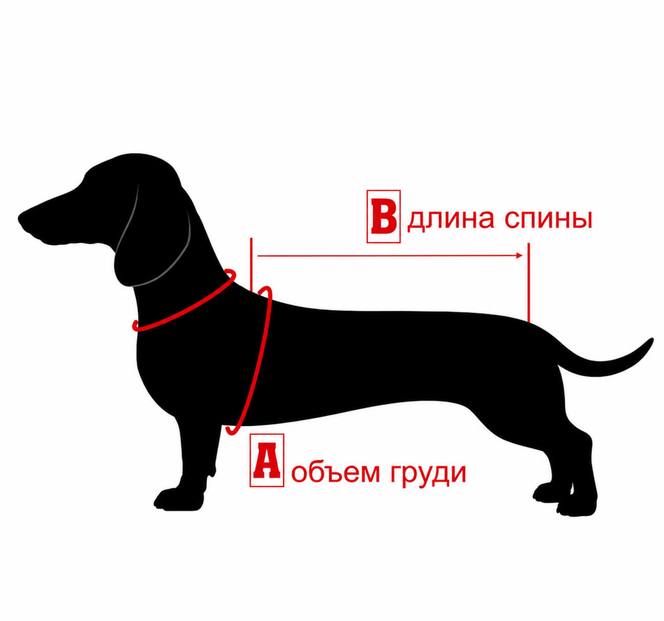 Сетка размеров