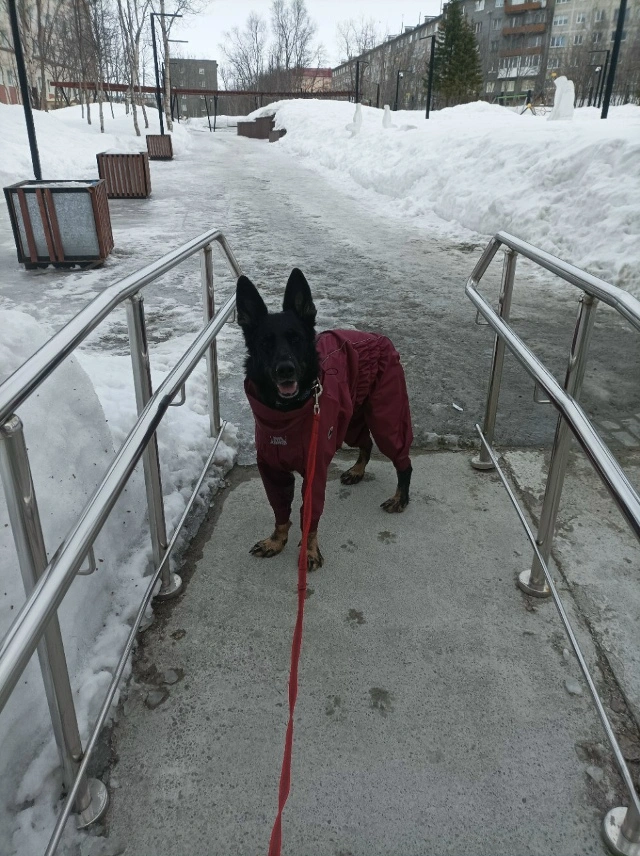 Фотография к отзыву от Светлана . Товар: <a href='/catalog/product/dozhdevik-dog24/'>Дождевик'24</a>