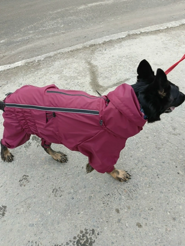 Фотография к отзыву от Светлана . Товар: <a href='/catalog/product/dozhdevik-dog24/'>Дождевик'24</a>