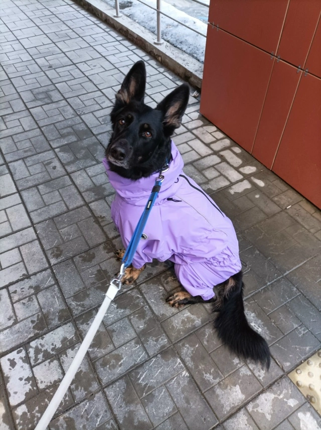 Фотография к отзыву от Светлана . Товар: <a href='/catalog/product/dozhdevik-dog24/'>Дождевик'24</a>