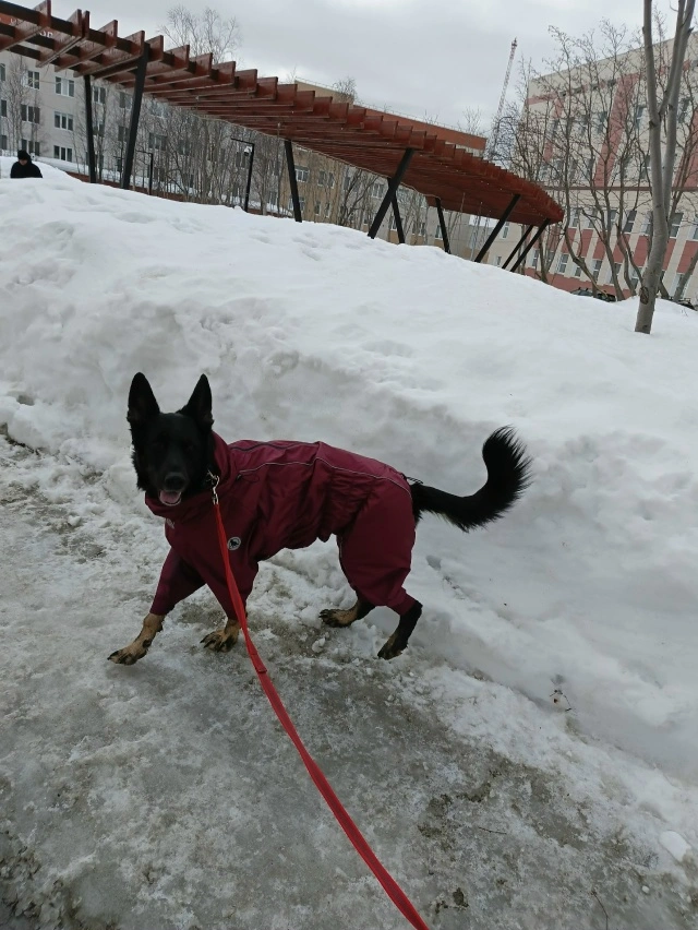 Фотография к отзыву от Светлана . Товар: <a href='/catalog/product/dozhdevik-dog24/'>Дождевик'24</a>