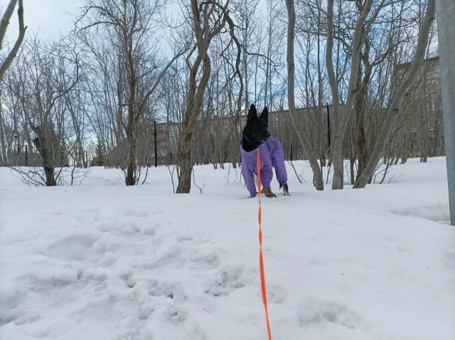 Фотография к отзыву от Светлана . Товар: <a href='/catalog/product/dozhdevik-dog24/'>Дождевик'24</a>