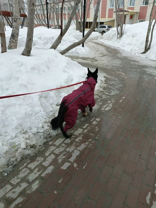 Фотография к отзыву от Светлана . Товар: <a href='/catalog/product/dozhdevik-dog24/'>Дождевик'24</a>