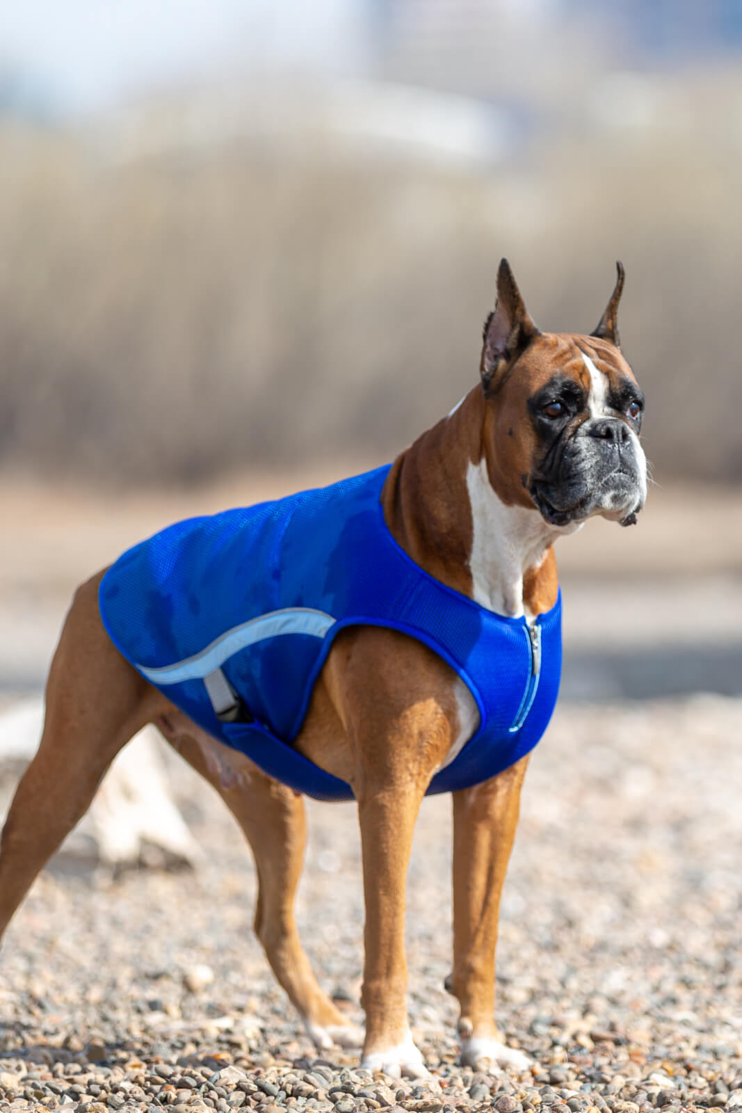 Купить Охлаждающий жилет для собак в Красноярске по цене от 2 600 ₽ -  Интернет-магазин одежды для собак Балу