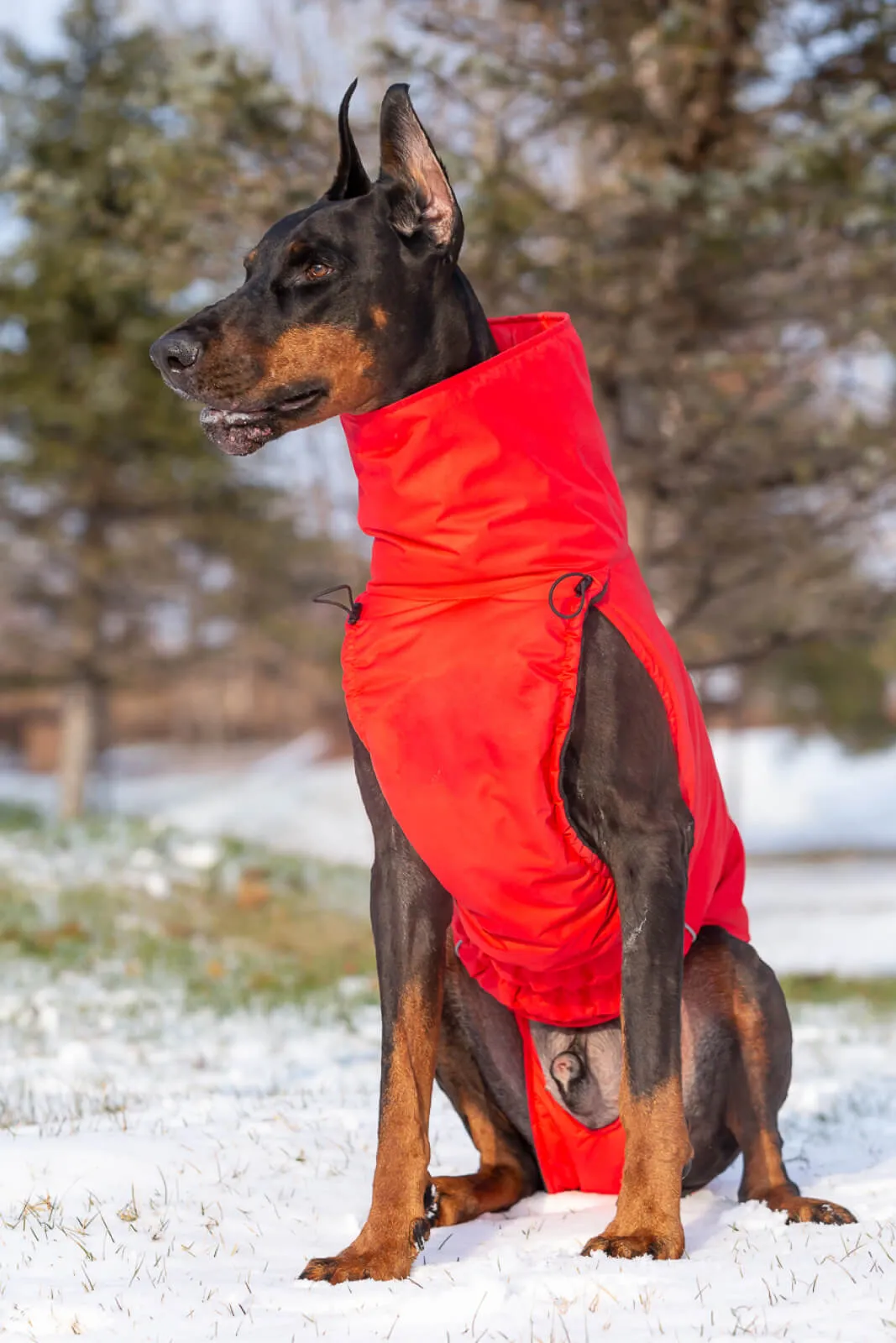 Balu