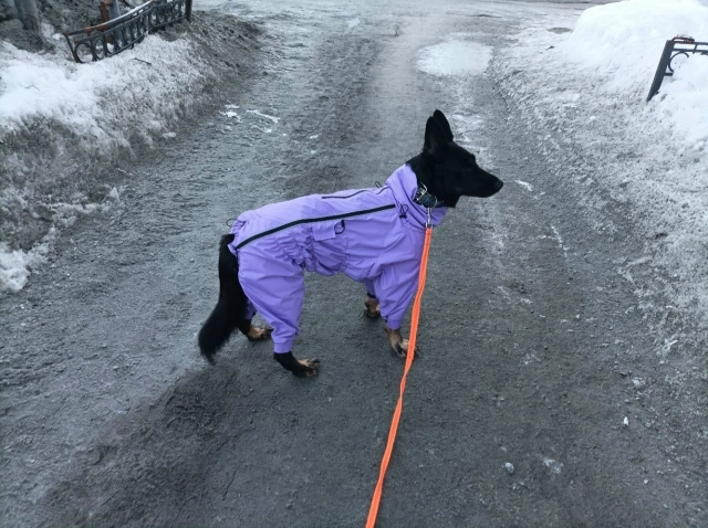 Фотография к отзыву от Светлана . Товар: <a href='/catalog/product/dozhdevik-dog24/'>Дождевик'24</a>