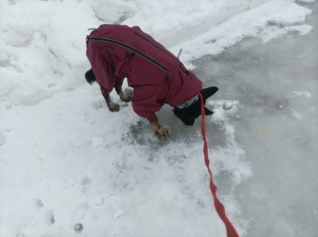 Фотография к отзыву от Светлана . Товар: <a href='/catalog/product/dozhdevik-dog24/'>Дождевик'24</a>