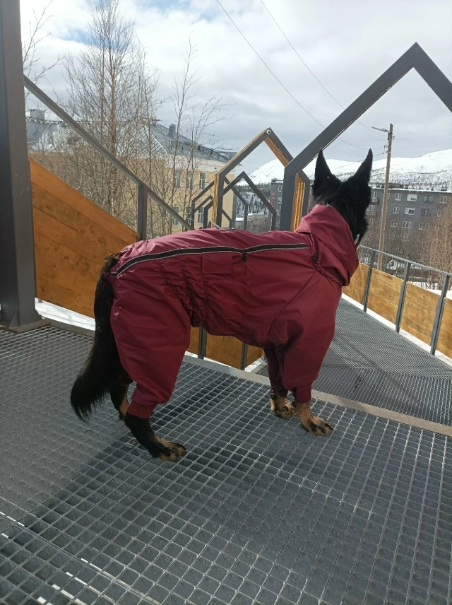 Фотография к отзыву от Светлана . Товар: <a href='/catalog/product/dozhdevik-dog24/'>Дождевик'24</a>