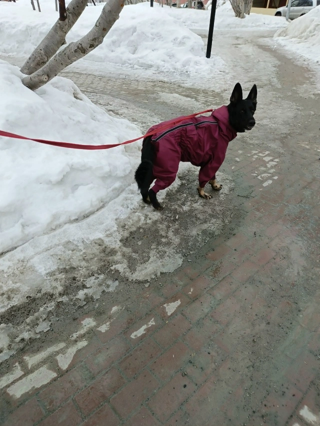 Фотография к отзыву от Светлана . Товар: <a href='/catalog/product/dozhdevik-dog24/'>Дождевик'24</a>