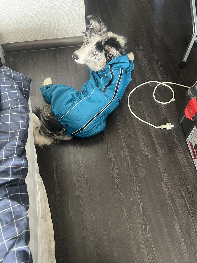 Фотография к отзыву от Анна Николаевна Оноприенко. Товар: <a href='/catalog/product/dozhdevik-dog24/'>Дождевик'24</a>