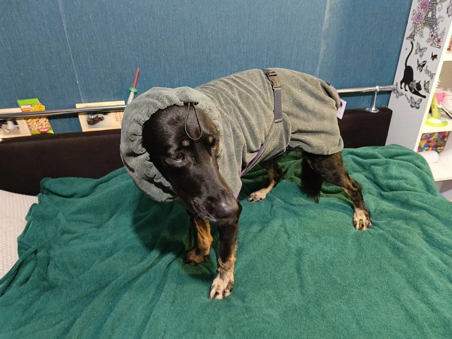 Фотография к отзыву от Старкова Светлана Григорьевна . Товар: <a href='/catalog/product/polotentse-khalat/'>Полотенце/халат</a>