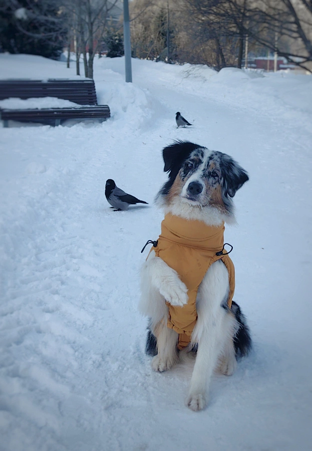 Фотография к отзыву от Снегирева Оксана Владимировна. Товар: <a href='/catalog/product/zimnyaya-popona/'>Зимняя попона</a>