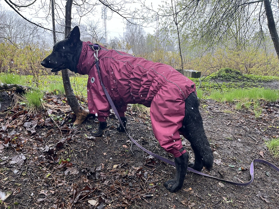 Фотография к отзыву от Анна. Товар: <a href='/catalog/product/dozhdevik-dog24/'>Дождевик'24</a>