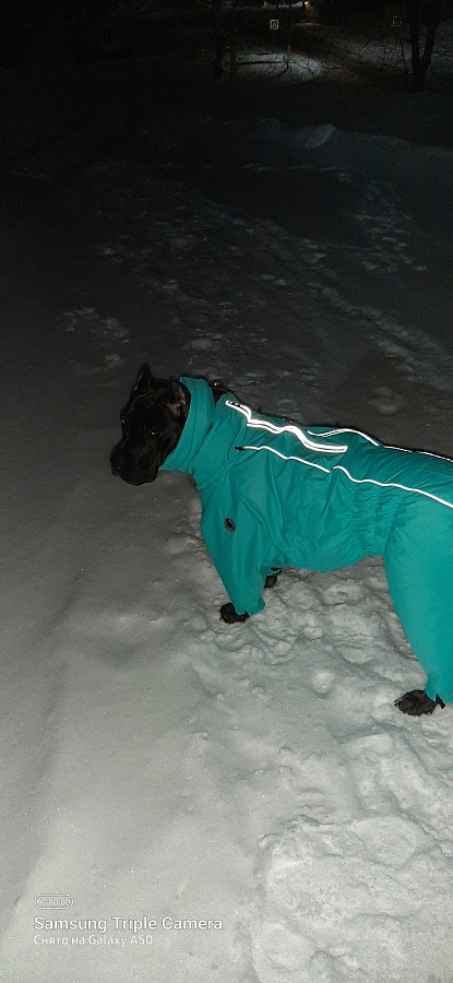 Фотография к отзыву от Ирина. Товар: <a href='/catalog/product/zimniy-kombinezon-dog24/'>Зимний комбинезон'24</a>