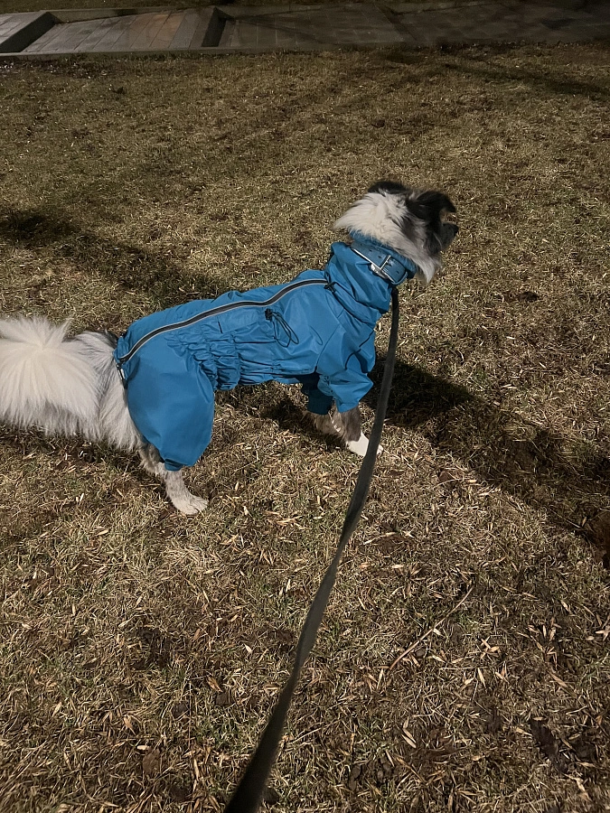 Фотография к отзыву от Анна Николаевна Оноприенко. Товар: <a href='/catalog/product/dozhdevik-dog24/'>Дождевик'24</a>