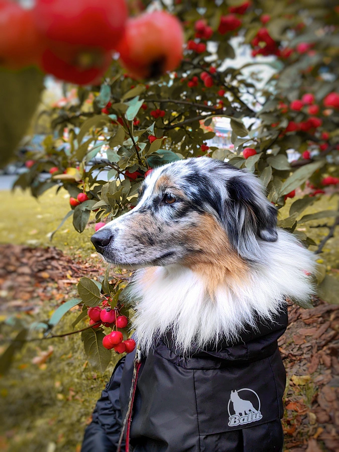 Фотография к отзыву от Оксана. Товар: <a href='/catalog/product/dozhdevik-dog24/'>Дождевик'24</a>