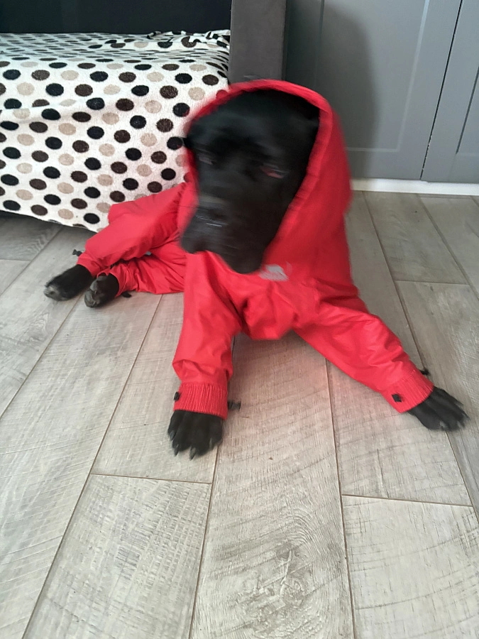 Фотография к отзыву от Полонская Инна Олеговна . Товар: <a href='/catalog/product/zimniy-kombinezon-dog24/'>Зимний комбинезон'24</a>