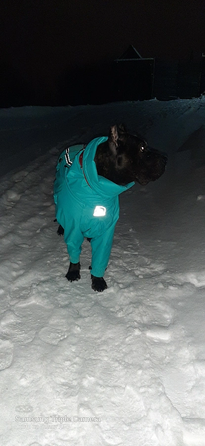 Фотография к отзыву от Ирина. Товар: <a href='/catalog/product/zimniy-kombinezon-dog24/'>Зимний комбинезон'24</a>