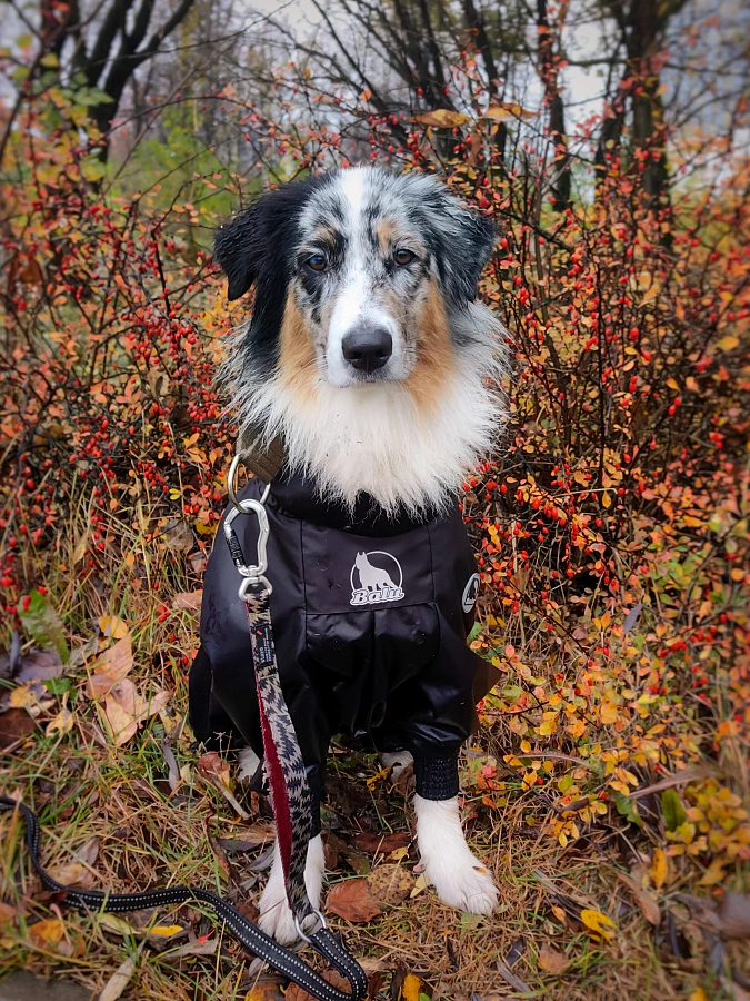 Фотография к отзыву от Оксана. Товар: <a href='/catalog/product/dozhdevik-dog24/'>Дождевик'24</a>