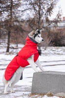 Спортивная попона