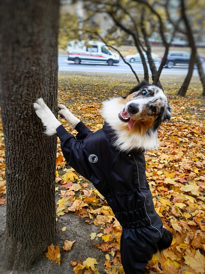 Фотография к отзыву от Оксана. Товар: <a href='/catalog/product/dozhdevik-dog24/'>Дождевик'24</a>