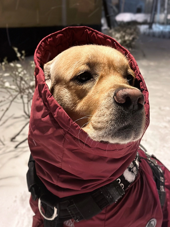 Фотография к отзыву от Алла.