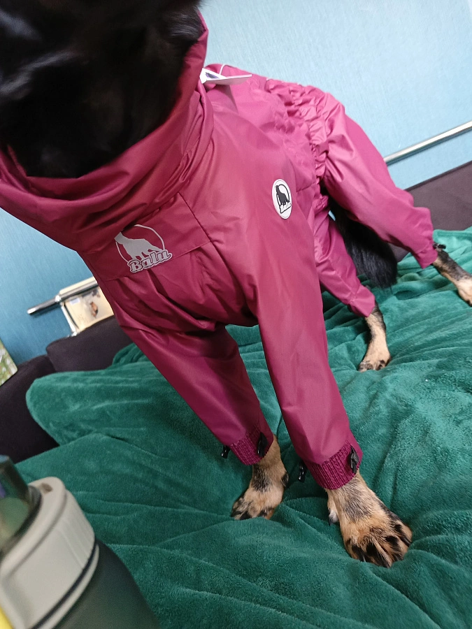 Фотография к отзыву от Светлана . Товар: <a href='/catalog/product/dozhdevik-dog24/'>Дождевик'24</a>