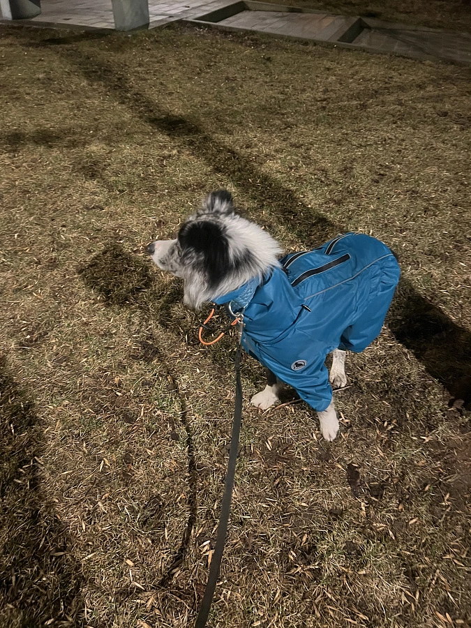 Фотография к отзыву от Анна Николаевна Оноприенко. Товар: <a href='/catalog/product/dozhdevik-dog24/'>Дождевик'24</a>