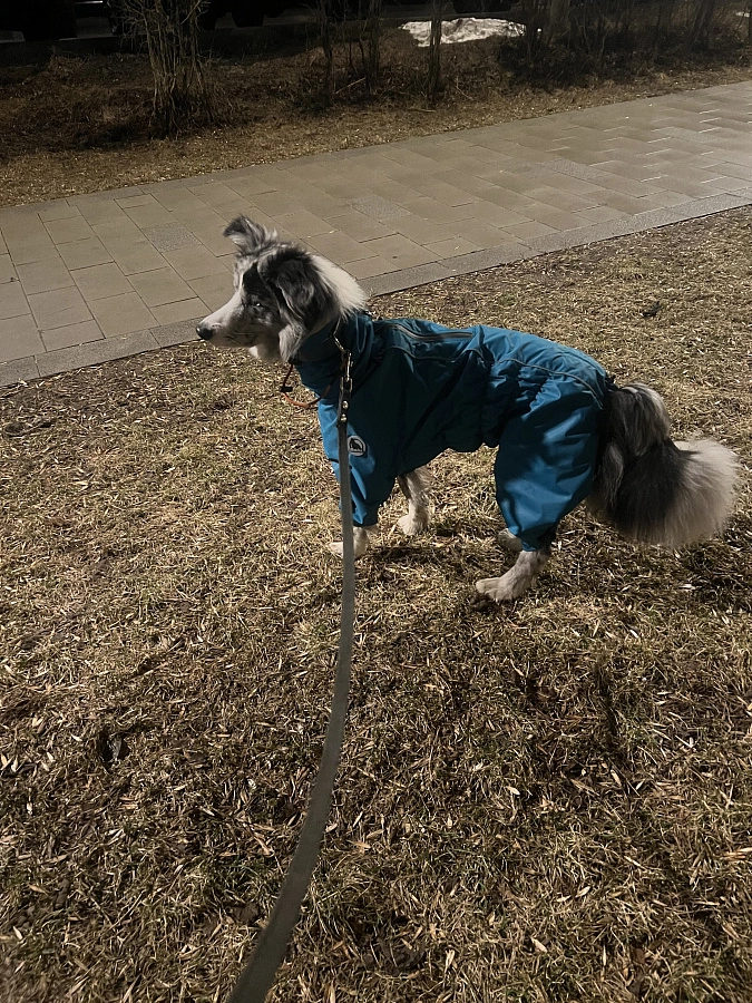 Фотография к отзыву от Анна Николаевна Оноприенко. Товар: <a href='/catalog/product/dozhdevik-dog24/'>Дождевик'24</a>