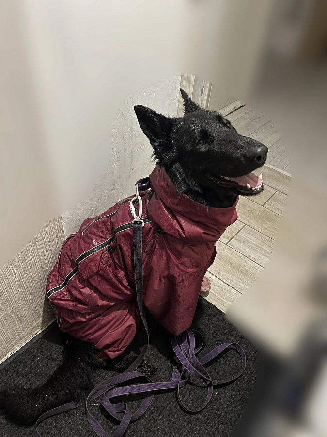 Фотография к отзыву от Анна. Товар: <a href='/catalog/product/dozhdevik-dog24/'>Дождевик'24</a>