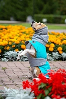 Спортивная попона