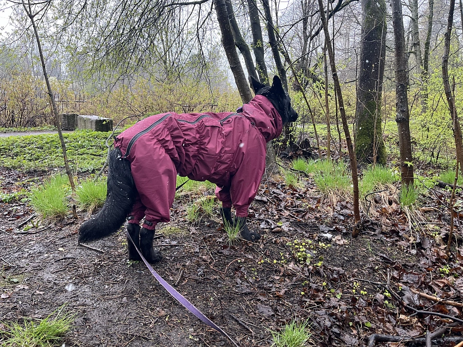 Фотография к отзыву от Анна. Товар: <a href='/catalog/product/dozhdevik-dog24/'>Дождевик'24</a>