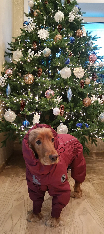 Фотография к отзыву от Латышева Светлана Арнольдовна . Товар: <a href='/catalog/product/zimniy-kombinezon-dog24/'>Зимний комбинезон'24</a>