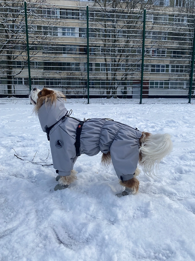 Фотография к отзыву от Черкасова Елизавета Александровна. Товар: <a href='/catalog/product/dozhdevik-24-dlya-melkikh-porod-sobak/'>Дождевик'24 для мелких пород собак</a>