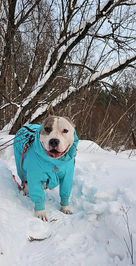 Фотография к отзыву от Гаврильчик Елена Валерьевна . Товар: <a href='/catalog/product/zimniy-kombinezon-dog24/'>Зимний комбинезон'24</a>