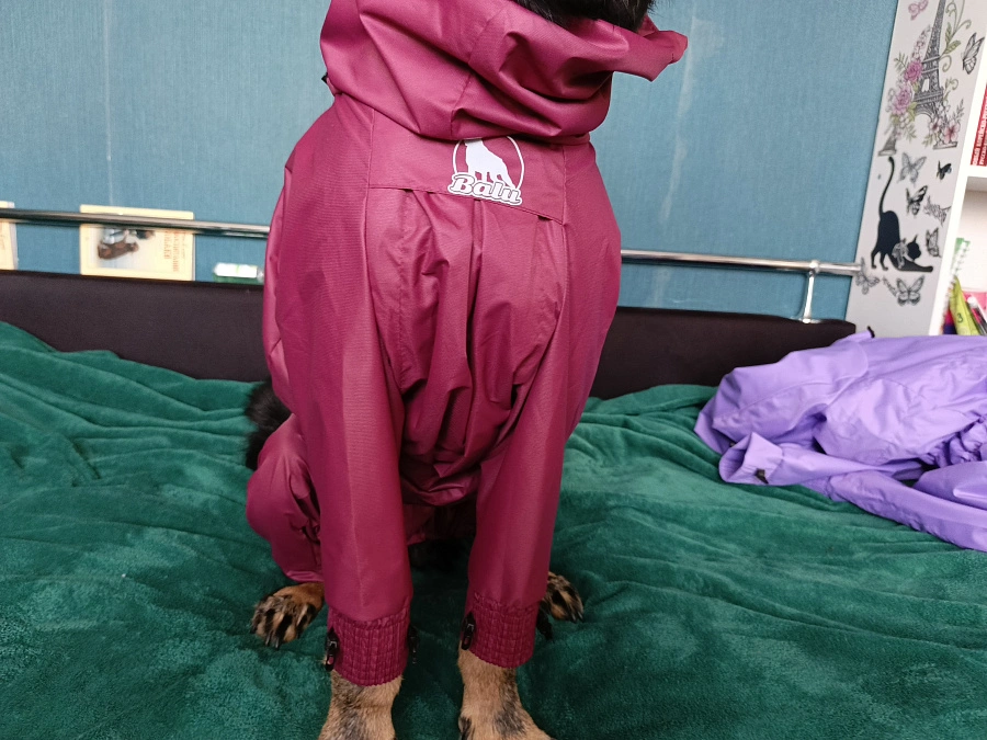 Фотография к отзыву от Светлана . Товар: <a href='/catalog/product/dozhdevik-dog24/'>Дождевик'24</a>