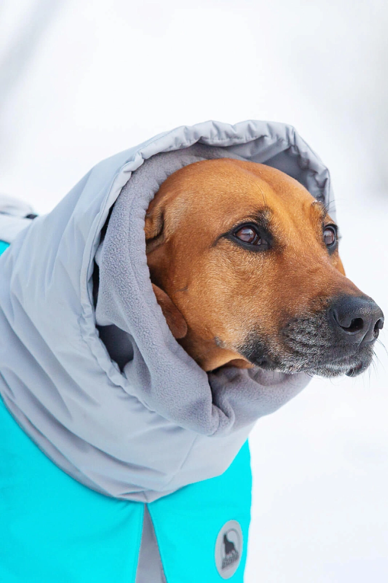 Спортивная попона