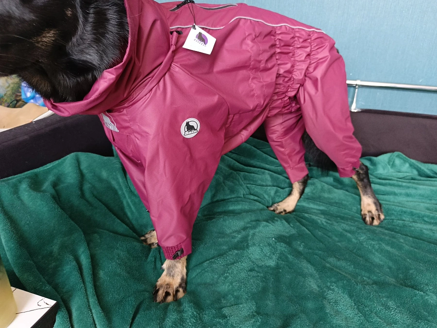 Фотография к отзыву от Светлана . Товар: <a href='/catalog/product/dozhdevik-dog24/'>Дождевик'24</a>