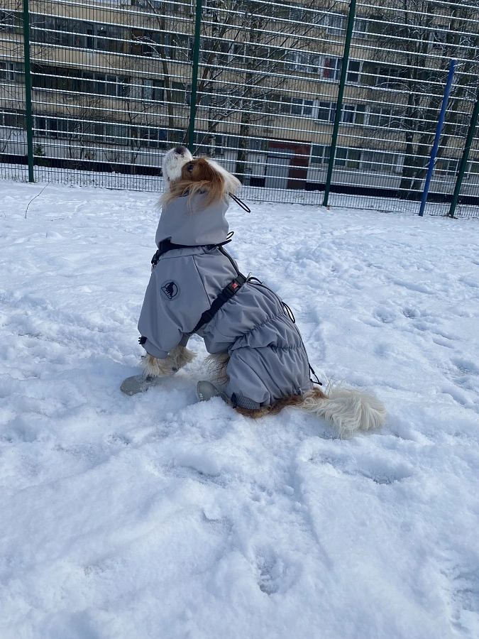 Фотография к отзыву от Черкасова Елизавета Александровна. Товар: <a href='/catalog/product/dozhdevik-24-dlya-melkikh-porod-sobak/'>Дождевик'24 для мелких пород собак</a>