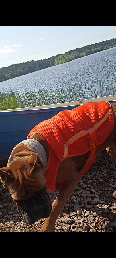 Фотография к отзыву от Беликова Людмила Николаевна. Товар: <a href='/catalog/product/okhlazhdayushchiy-zhilet/'>Охлаждающий жилет</a>