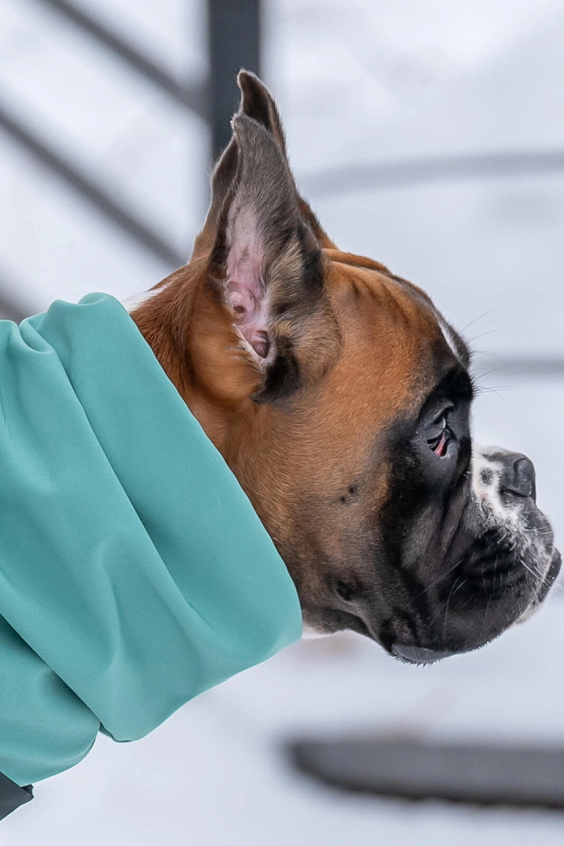 Попона Softshell (2026)