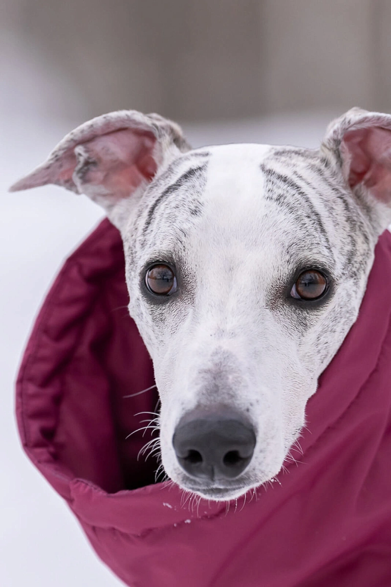 Зимний комбинезон'24