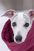 Зимний комбинезон'24