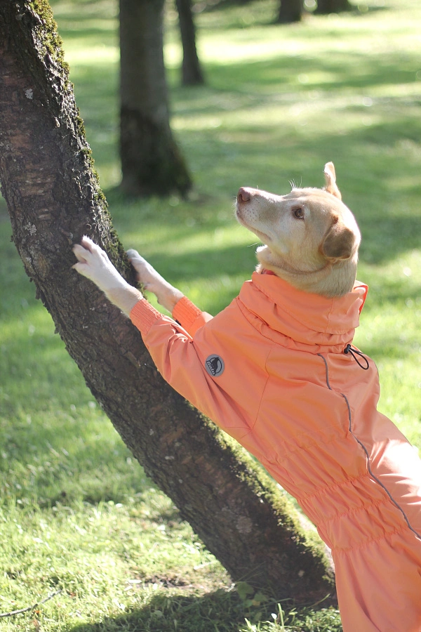 Фотография к отзыву от Виктория. Товар: <a href='/catalog/product/dozhdevik-bazovyy-s-vorotnikom/'>Дождевик базовый с воротником</a>