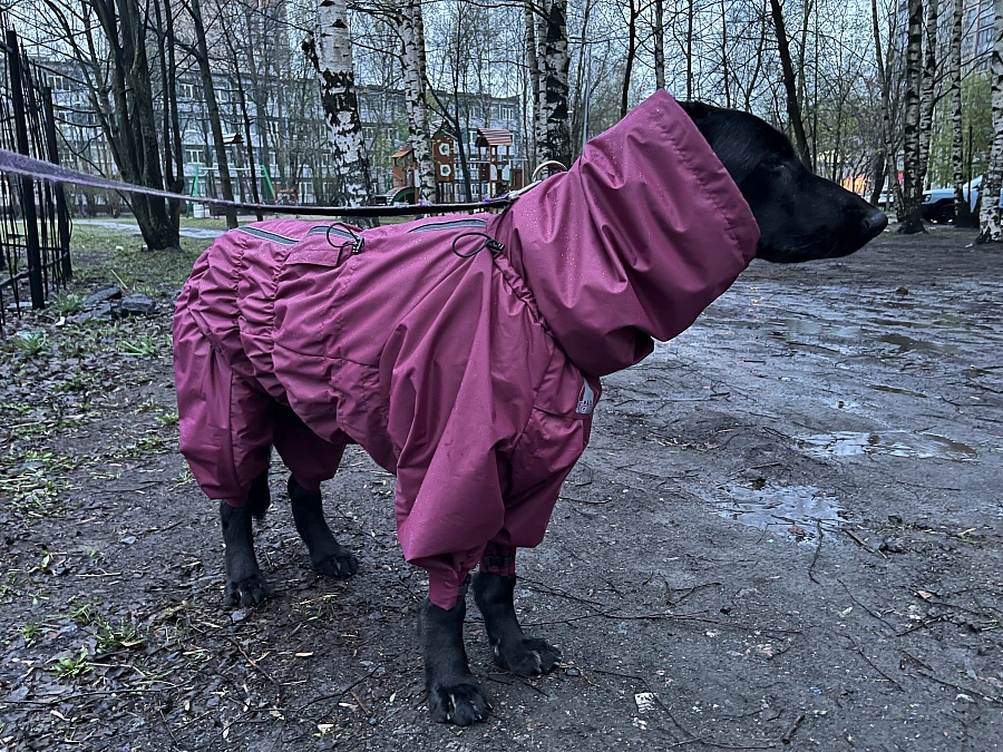 Фотография к отзыву от Анна. Товар: <a href='/catalog/product/dozhdevik-dog24/'>Дождевик'24</a>