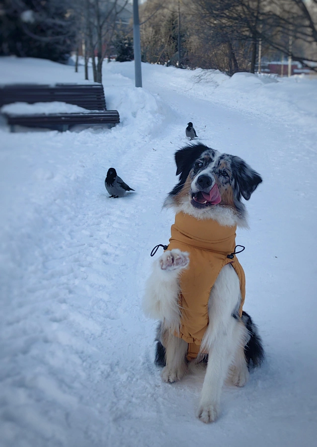 Фотография к отзыву от Снегирева Оксана Владимировна. Товар: <a href='/catalog/product/zimnyaya-popona/'>Зимняя попона</a>