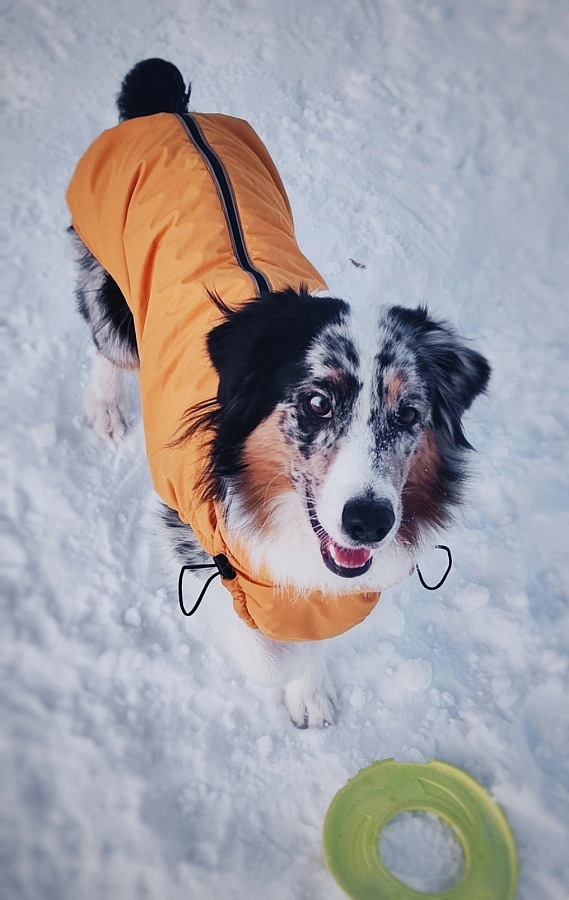 Фотография к отзыву от Снегирева Оксана Владимировна. Товар: <a href='/catalog/product/zimnyaya-popona/'>Зимняя попона</a>
