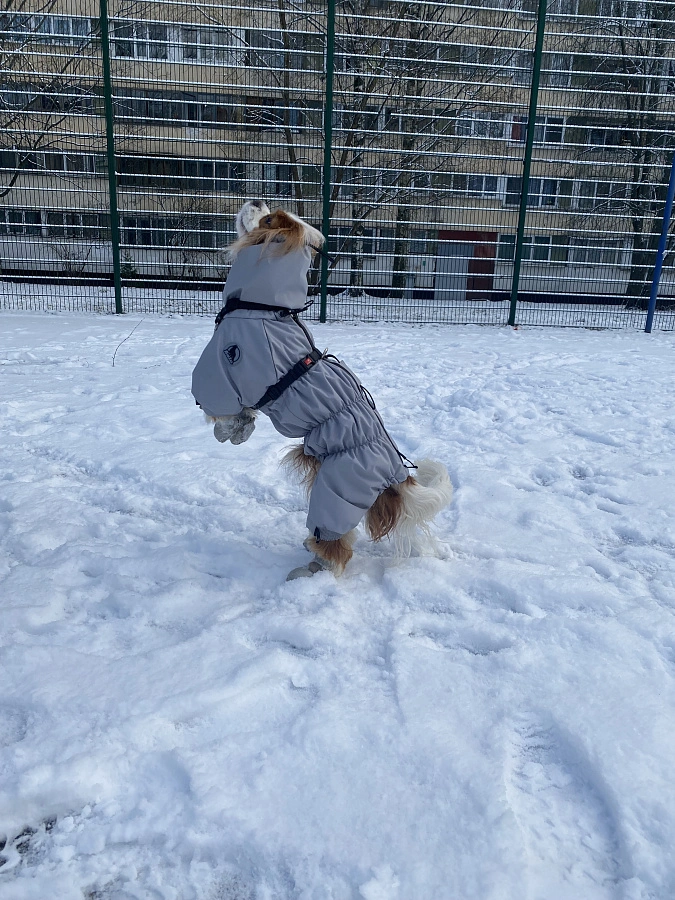 Фотография к отзыву от Черкасова Елизавета Александровна. Товар: <a href='/catalog/product/dozhdevik-24-dlya-melkikh-porod-sobak/'>Дождевик'24 для мелких пород собак</a>